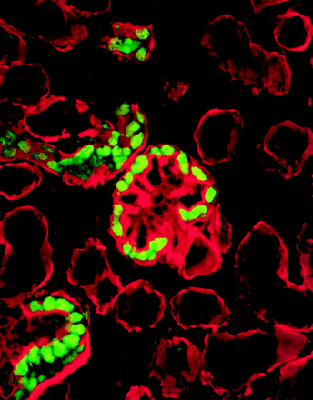 Figure 1: An embryonic mouse kidney section...